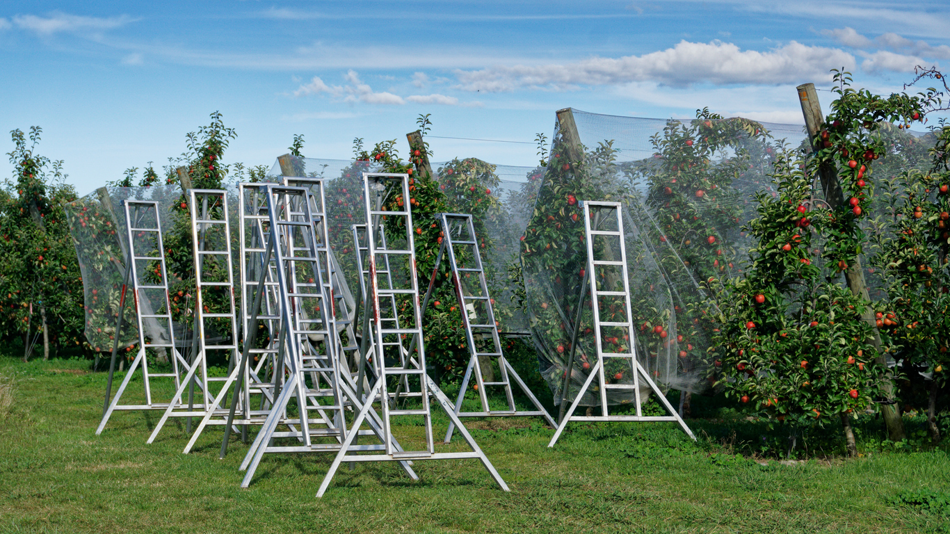 Orchard ladders looking like alien invaders in an apple orchard, Motueka, Tasman region, south island, Aotearoa / New Zealand.